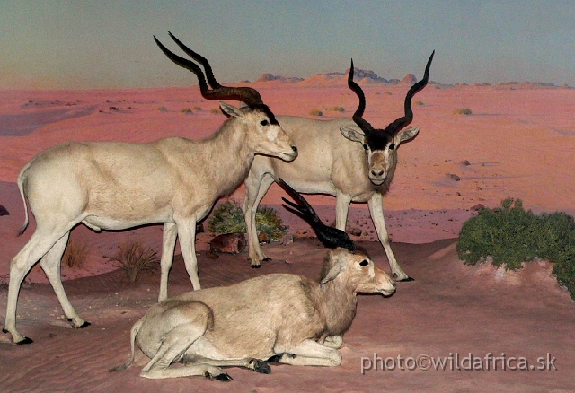 Picture 090.jpg - North African Saharo-Sahelan Addax antelope (Addax nasomaculatus), now nearly extinct.